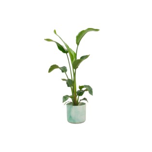 Combi Deal - Strelitzia Nicolai Including Elho Ocean Round Pacific Green Ø22 - 100 Cm