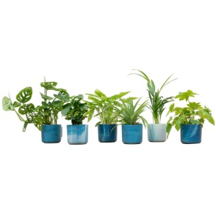 Surprise Box - 6 Plants Including Elho Ocean Round Atlantic Blue Ø14
