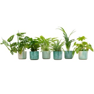 Boîte surprise - 6 plantes, y compris Elho Ocean Round Pacific Green Ø14