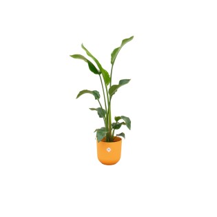 Combi Deal - Strelitzia Nicolai Including Elho Jazz Round Yellow Ø23 - 100 Cm