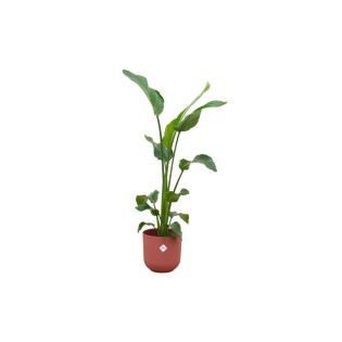 Combi Deal - Strelitzia Nicolai Including Elho Jazz Round Red Ø23 - 100 Cm