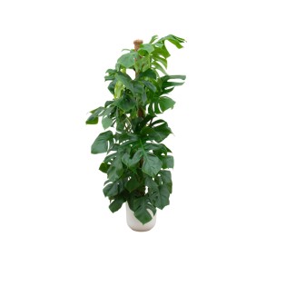 Combi Deal - Monstera Pertusum Xl Including Elho Jazz Round White Ø26 - 150 Cm