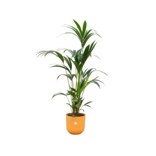 Combi Deal - Kentia Palm incluant Elho Jazz Rond Jaune Ø26 - 160 Cm