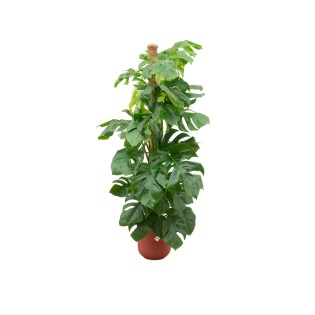 Combi Deal - Monstera Pertusum Xl incluant Elho Jazz Rond Rouge Ø26 - 150 Cm