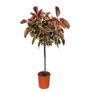 Ficus Elastica Belize On Trunk - 130 Cm - Ø24