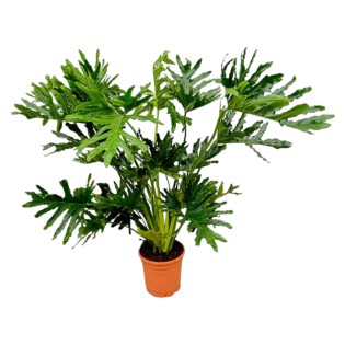 Philodendron Selloum - 100 Cm - Ø24