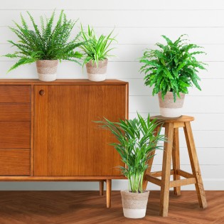 Pet-Friendly Plant Set