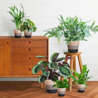 Pet-Friendly Plant Set Large
