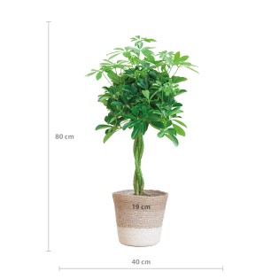 Schefflera Arab Nora With Basket Lissabon White   - 70Cm - Ø21