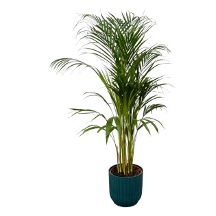 Areca Palm - ↨110Cm - Ø21Cm Including Elho Vibes Fold Round Blue D22Xh20
