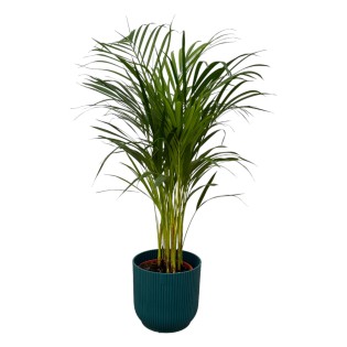 Areca Palm - ↨85Cm - Ø19Cm Including Elho Vibes Fold Round Blue D22Xh20