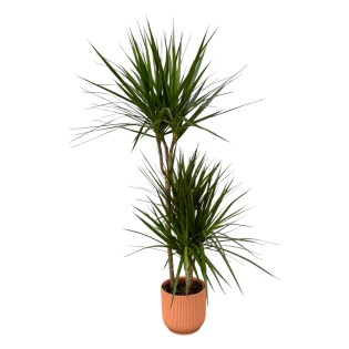 Dracaena Marginata - ↨120Cm - Ø21Cm Including Elho Vibes Fold Round Pink D22Xh20