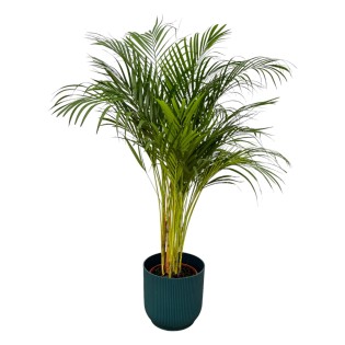 Areca Palm - ↨130Cm - Ø24Cm Including Elho Vibes Fold Round Blue D30Xh27