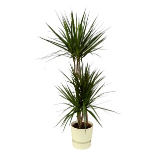 Dracaena Marginata - ↨120Cm - Ø21Cm Including Elho Greenville Round White D24Xh23