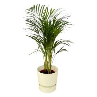 Areca Palm - ↨85Cm - Ø19Cm Including Elho Greenville Round White D24Xh23