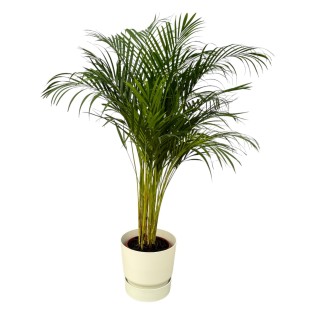 Areca Palm - ↨130Cm - Ø24Cm Including Elho Greenville Round White D30Xh28