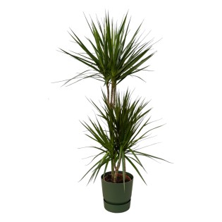 Dracaena Marginata - ↨120Cm - Ø21Cm Including Elho Greenville Round Green D24Xh23