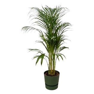 Areca Palm - ↨110Cm - Ø21Cm Including Elho Greenville Round Green D24Xh23