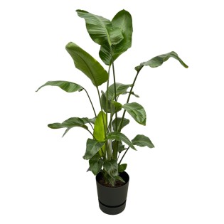 Strelitzia Nicolai Including Elho Greenville Round Black - 160Cm - Ø30