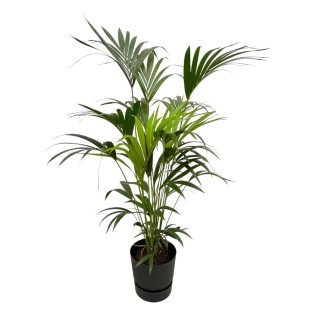 Kentia Palm Including Elho Greenville Round Black - 160Cm - Ø30
