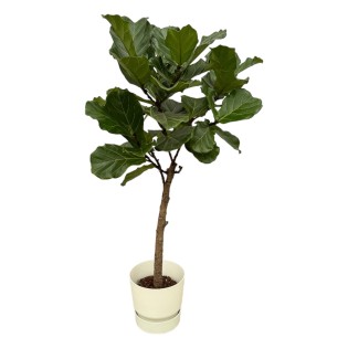 Ficus Lyrata Stem Including Elho Greenville Round White - 160 Cm - Ø30