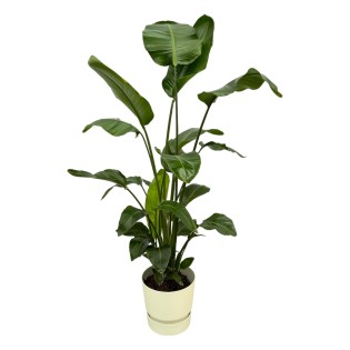 Strelitzia Nicolai Including Elho Greenville Round White - 160Cm - Ø30
