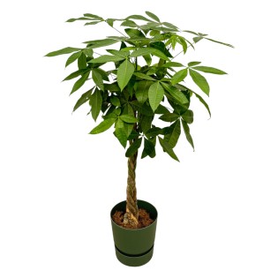 Pachira Aquatica Including Elho Greenville Round Green - 160Cm - Ø30