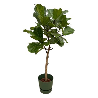 Ficus Lyrata Stem Including Elho Greenville Round Green - 160 Cm - Ø30