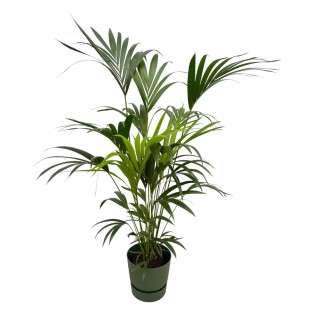 Kentia Palm Including Elho Greenville Round Green - 160Cm - Ø30