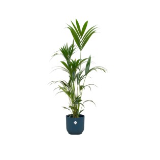 Kentia Palm Including Elho Vibes Fold Round Blue - 160Cm - Ø30