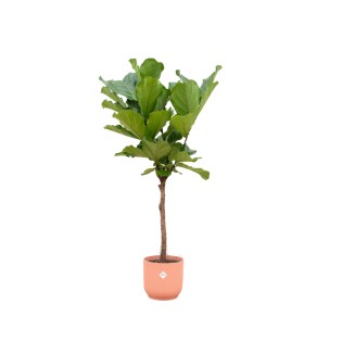 Ficus Lyrata Stem Including Elho Vibes Fold Round Pink - 150 Cm - Ø30