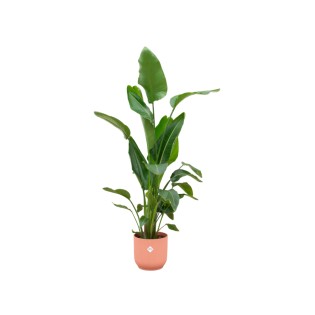 Strelitzia Nicolai Including Elho Vibes Fold Round Pink - 160Cm - Ø30