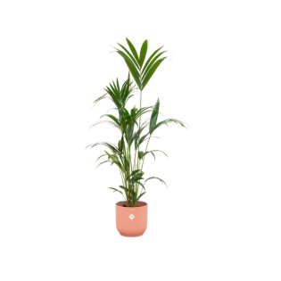 Kentia Palm Including Elho Vibes Fold Round Pink - 160Cm - Ø30