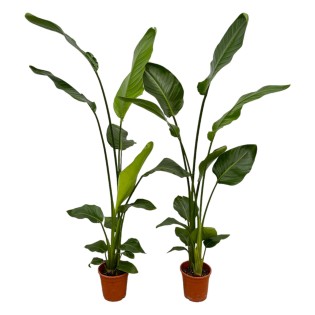 2X Strelitzia Nicolai - 130 Cm - Ø17