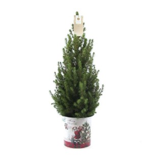 Small Christmas Tree In Christmas Zinc Pot - 70 Cm - Picae Glauca Conica