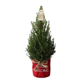Small Christmas Tree In Xmas Bag Red - 70 Cm - Picea Glauca Conica