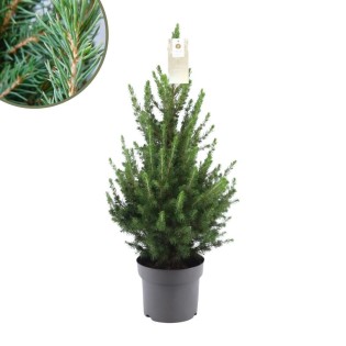 Small Christmas Tree - Picea Gl. Conica 'December' Ø19