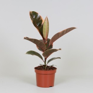 Ficus Elastica Belize - Ø12Cm - ↕30Cm