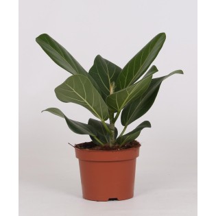Ficus Bengalensis - Ø12Cm - ↕25Cm