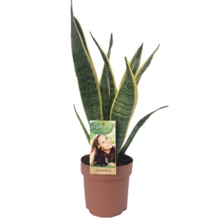 Sansevieria Laurentii - Ø14Cm - ↕50Cm