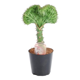 Euphorbia Lactea Cristata Green - 30 Cm - Ø10,5
