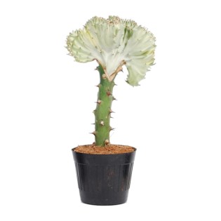 Euphorbia Lactea Cristata White - 35 Cm - Ø12