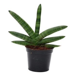 Sansevieria Skyline - 25 Cm - Ø10,5