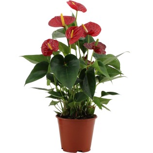 Anthurium Success Red In Transparant Sleeve