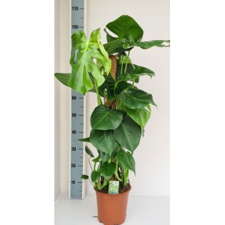 Monstera Mosstok