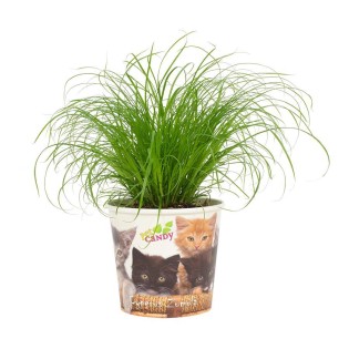 Cyperus Zumula 12Cm - Beker Pet Candy Kat - Ø12Cm - ↕23Cm