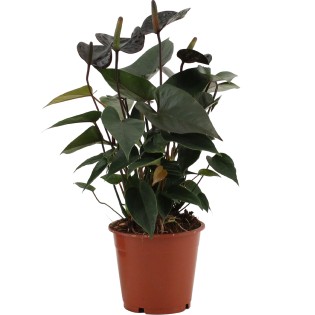 Anthurium Black Love In Transparant Sleeve - Ø12Cm - ↕36Cm