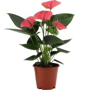 Anthurium Sweet Dream In Transparant Sleeve - Ø12Cm - ↕36Cm