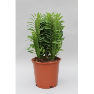 Euphorbia Trigona - Ø12Cm - ↕40Cm