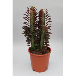 Euphorbia Trigona Rubra - Ø12Cm - ↕40Cm